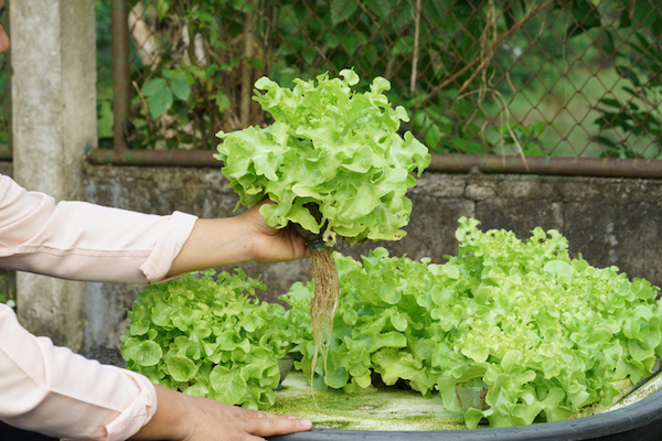 Is an Aquaponics System Right for You?